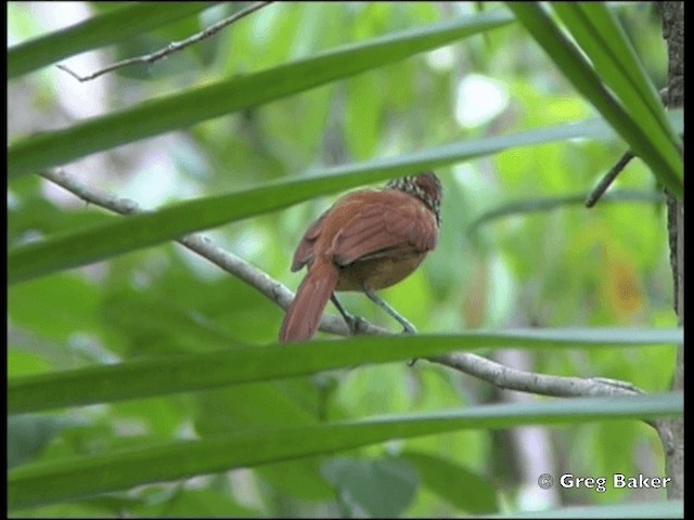 Barred Antshrike (Barred) - ML201828531