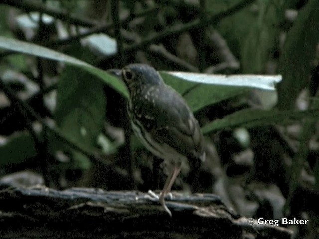 Streak-chested Antpitta (Pacific Slope) - ML201828541