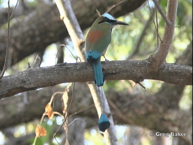 Turkuaz Kaşlı Motmot - ML201828561