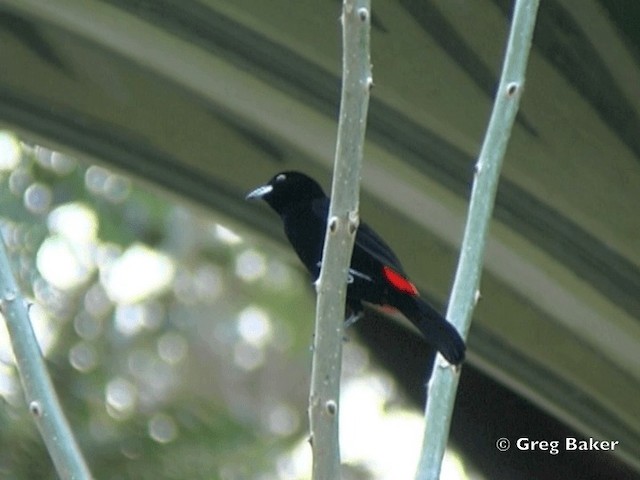 Scarlet-rumped Tanager (Cherrie's) - ML201828591