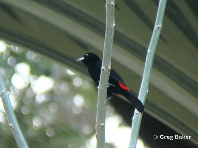 Al Sokumlu Tangara (costaricensis) - ML201828591