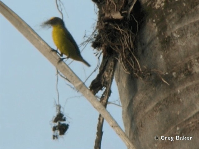 Kalın Gagalı Öfonya (melanura/crassirostris) - ML201828601