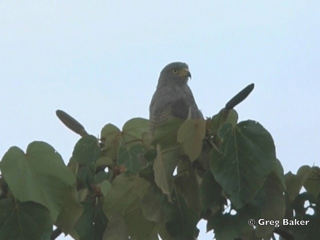 Buse à gros bec (groupe magnirostris) - ML201828631