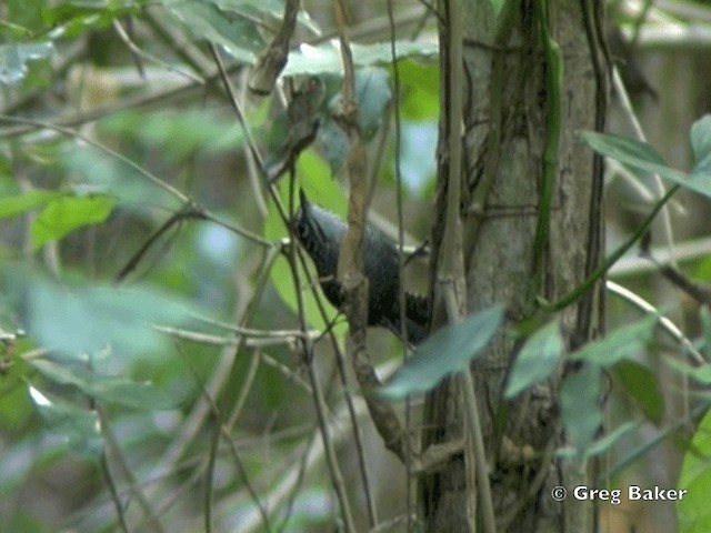 Riverside Wren - ML201828671