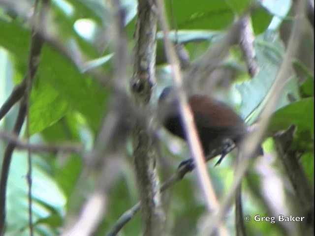 Chestnut-backed Antbird (Chestnut-backed) - ML201828691