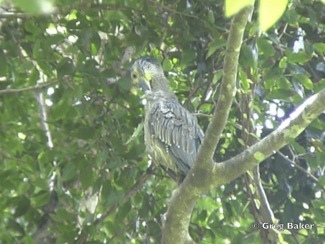 Yellow-crowned Night Heron (Yellow-crowned) - ML201828701