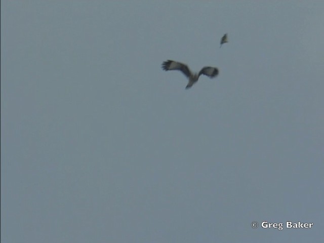 Yellow-headed Caracara - ML201828711
