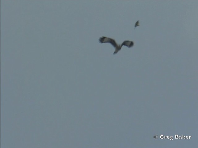 Caracara Chimachima - ML201828711