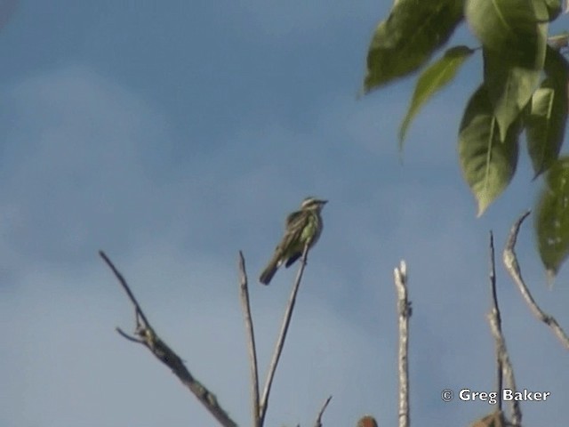 Piratic Flycatcher - ML201828731