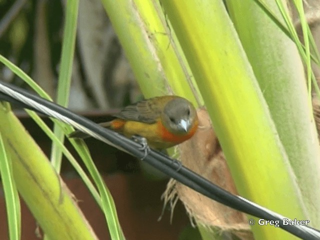 Tangara Terciopelo (costaricensis) - ML201828741