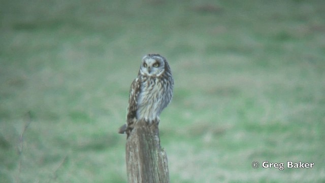 Búho Campestre (flammeus) - ML201828811