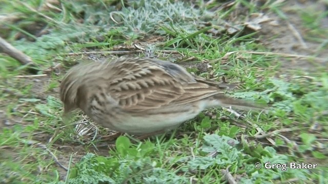 Eurasian Skylark (European) - ML201828841