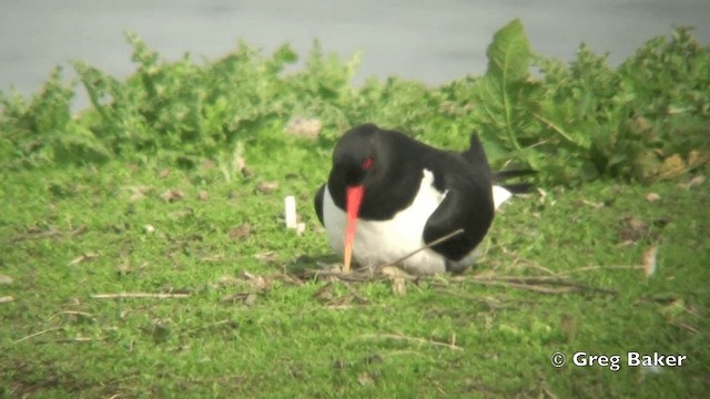 Eurasian Oystercatcher (Western) - ML201828911