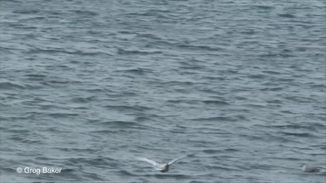 Glaucous Gull - ML201828941