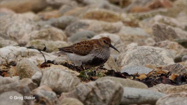 Dunlin - ML201829051