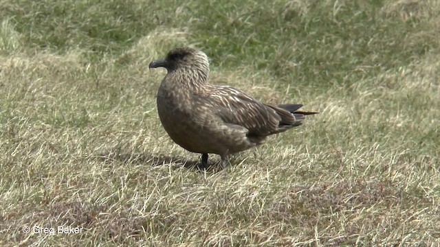 Great Skua - ML201829121