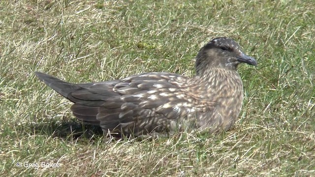 Great Skua - ML201829131