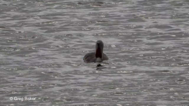 Red-throated Loon - ML201829211