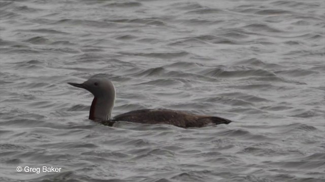 Red-throated Loon - ML201829221