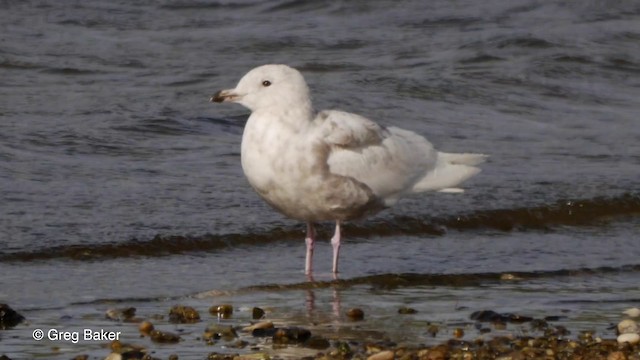 Gaviota Groenlandesa (glaucoides) - ML201829251