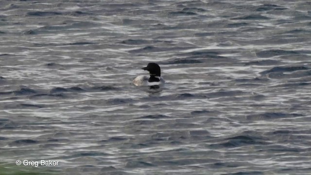 Common Loon - ML201829281