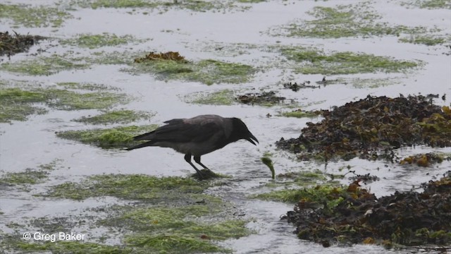 Hooded Crow (Hooded) - ML201829291