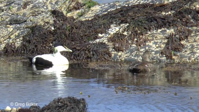 Common Eider (Eurasian) - ML201829331