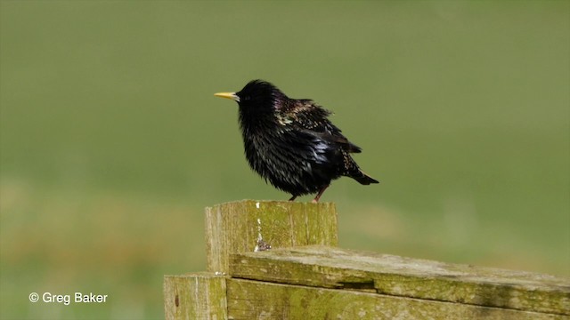 European Starling - ML201829351