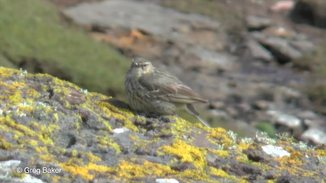 Rock Pipit (Western) - ML201829381