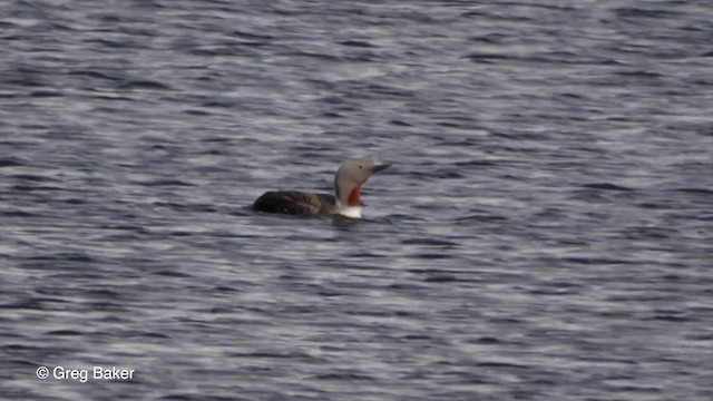 Red-throated Loon - ML201829391