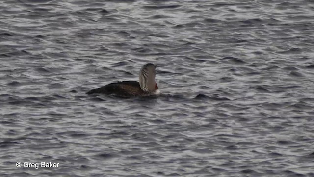 Red-throated Loon - ML201829401