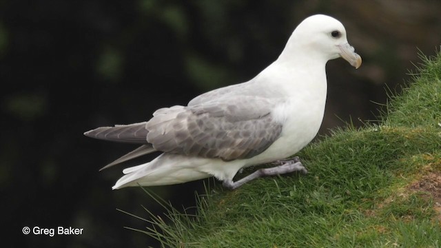 Northern Fulmar (Atlantic) - ML201829441