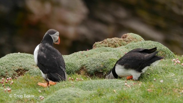 Atlantic Puffin - ML201829481