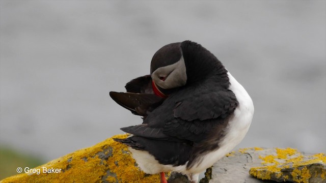 Atlantic Puffin - ML201829511