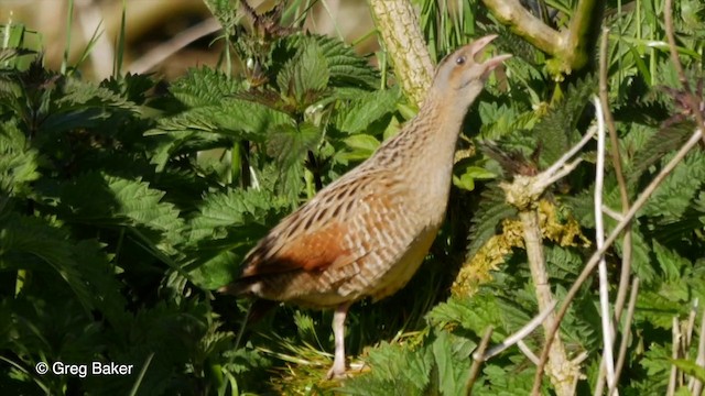 Corn Crake - ML201829631