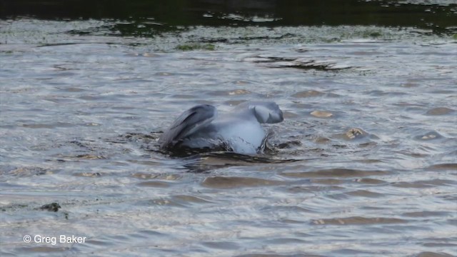 Common Gull (European) - ML201829681