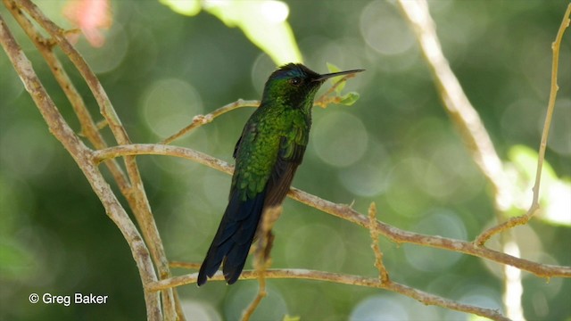 kolibřík fialovotemenný - ML201829691