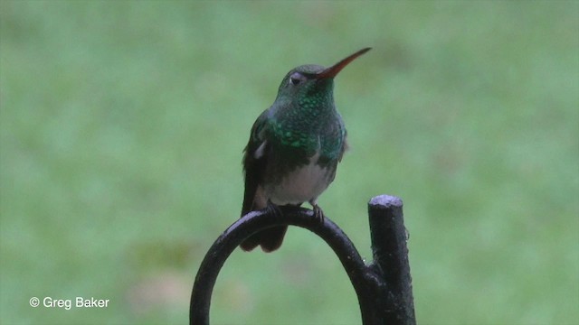 Glittering-throated Emerald - ML201829711