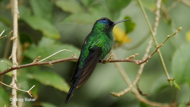 kolibřík fialovotemenný - ML201829731