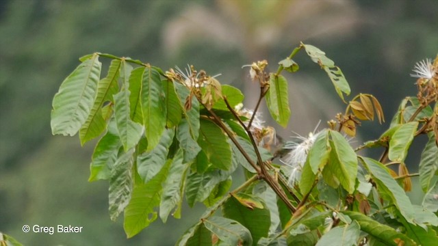 kolibřík bělobradý - ML201829741