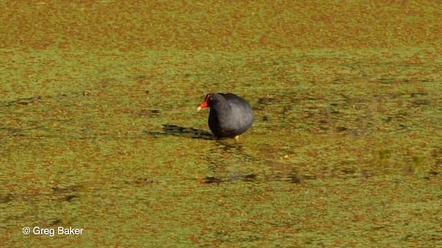 Common Gallinule (American) - ML201829751