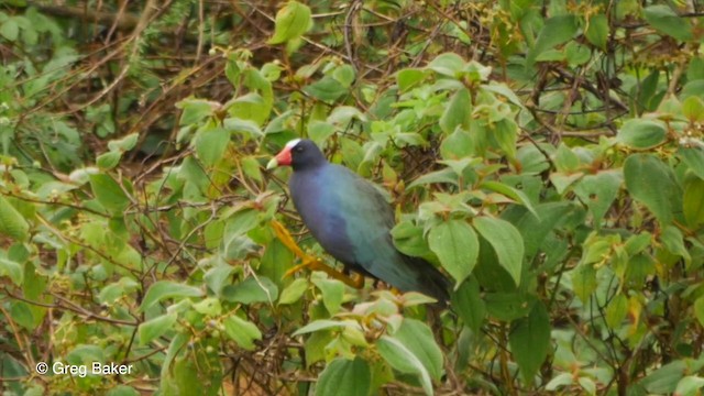 Purple Gallinule - ML201829761