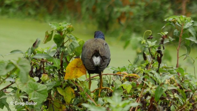 Purple Gallinule - ML201829771