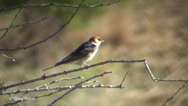 Hirondelle à tête rousse - ML201829801