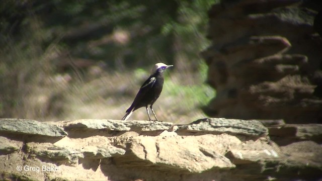 Mountain Wheatear - ML201829811