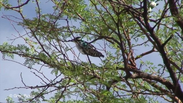 Dideric Cuckoo - ML201829831