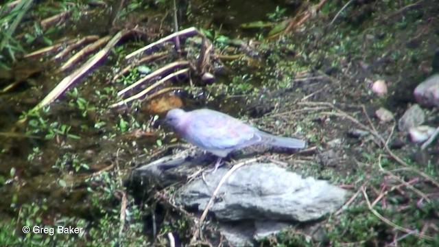 Laughing Dove - ML201829841