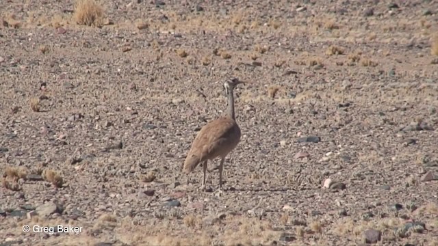 Rüppell's Bustard - ML201829851