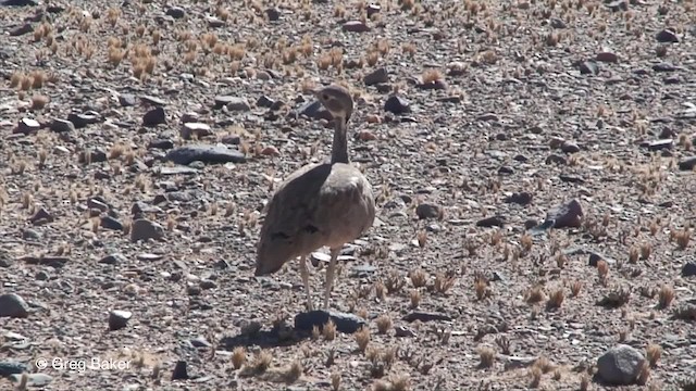 Rüppell's Bustard - ML201829861