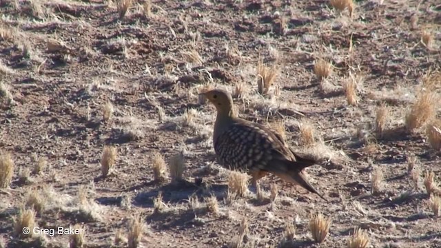 Namaqua Sandgrouse - ML201829871